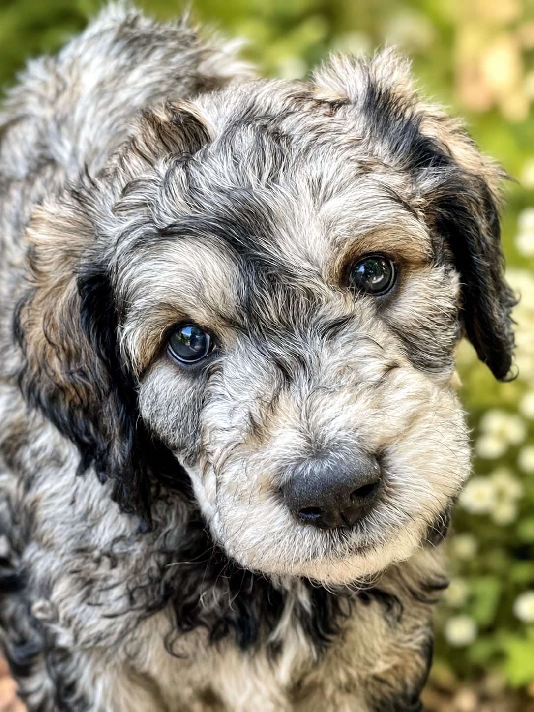 A merle Bernedoodle puppy looking into the camera in the garden