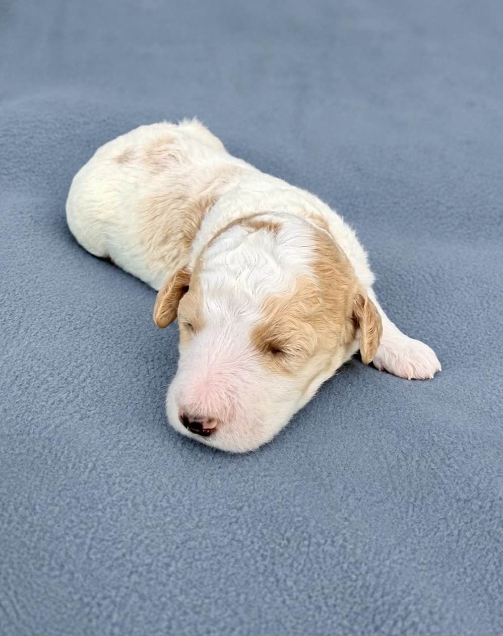 Apollo, a Bernedoodle puppy from the Written in the Stars litter
