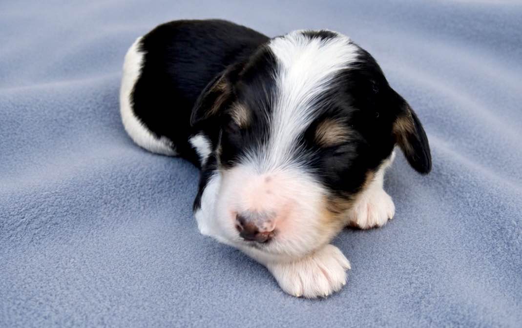 Archer, a Bernedoodle puppy from the Written in the Stars litter