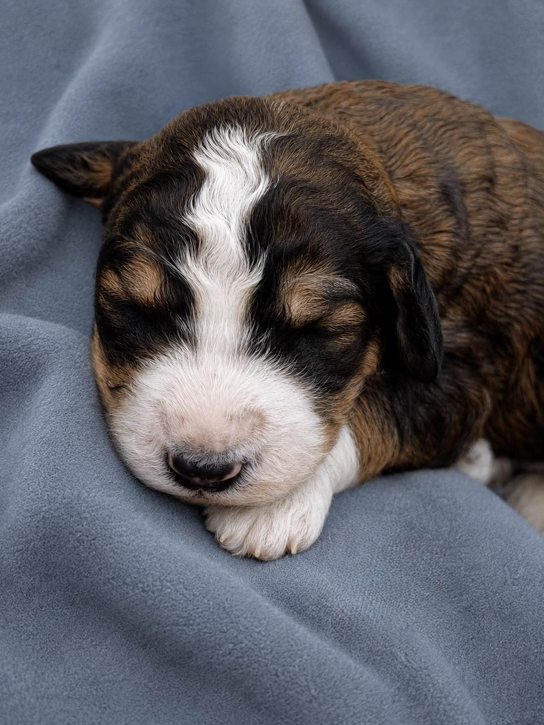 Aurora, a Bernedoodle puppy from the Written in the Stars litter