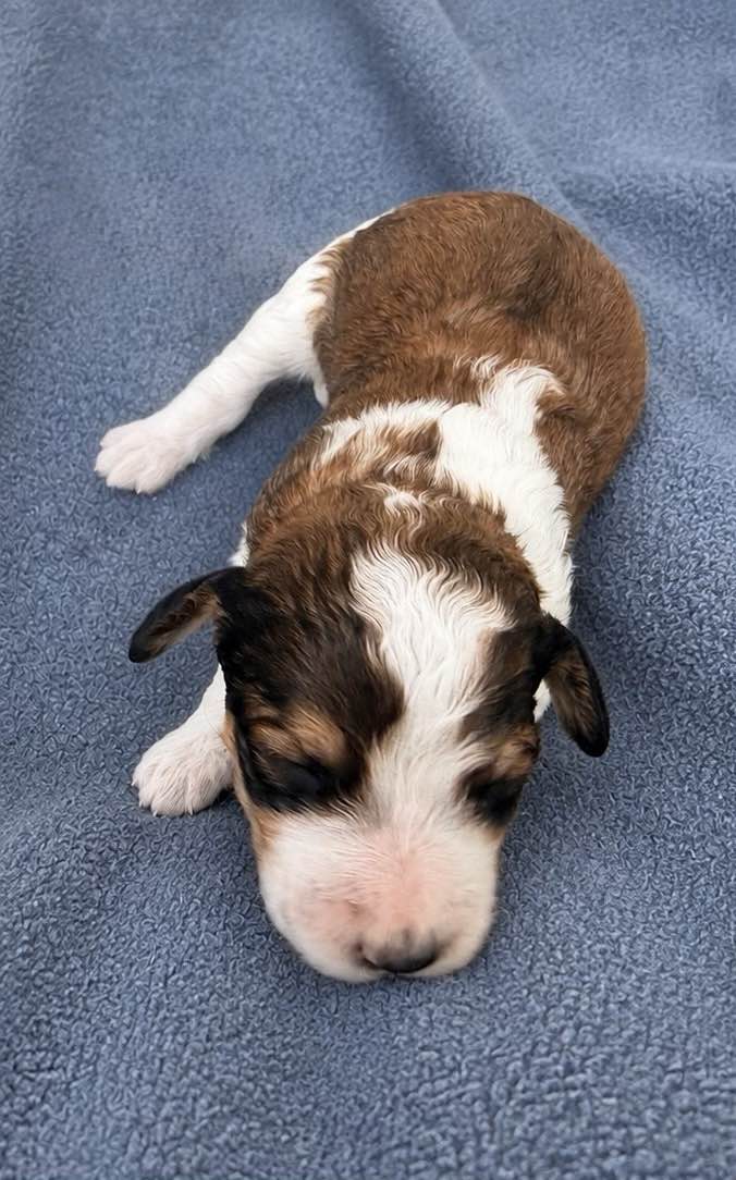 Calista, a Bernedoodle puppy from the Written in the Stars litter