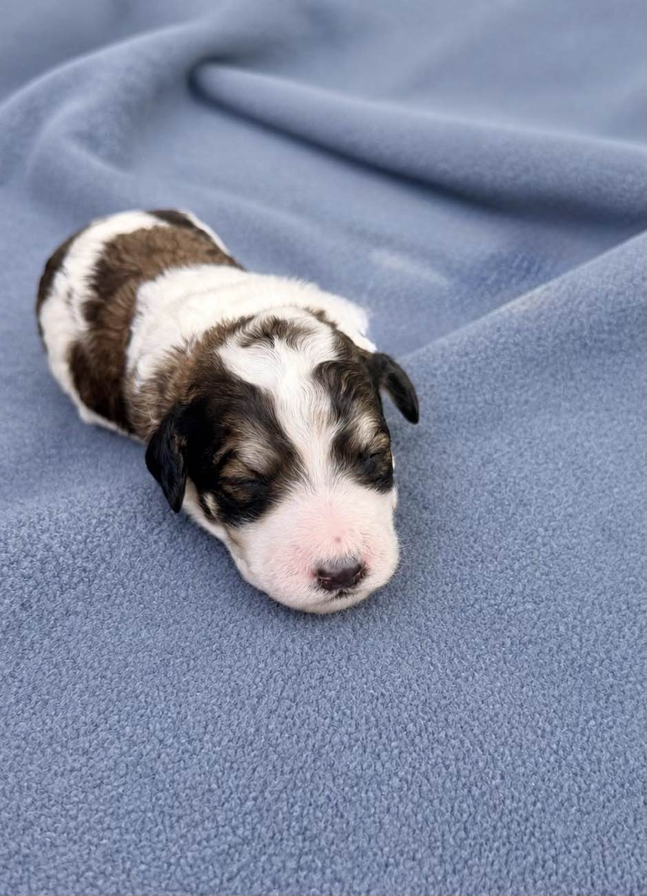 Cassie, a Bernedoodle puppy from the Written in the Stars litter