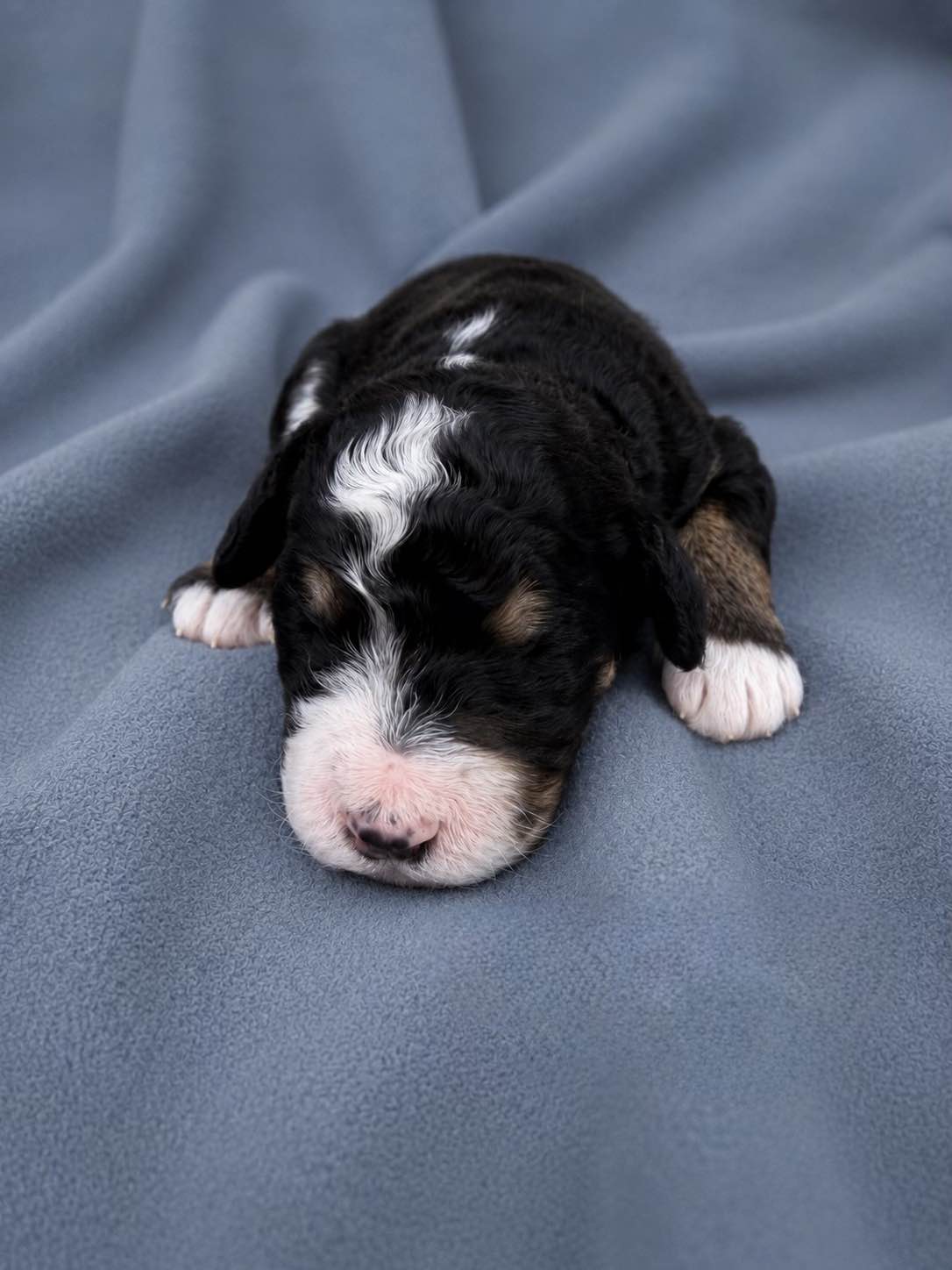 Halley, a Bernedoodle puppy from the Written in the Stars litter