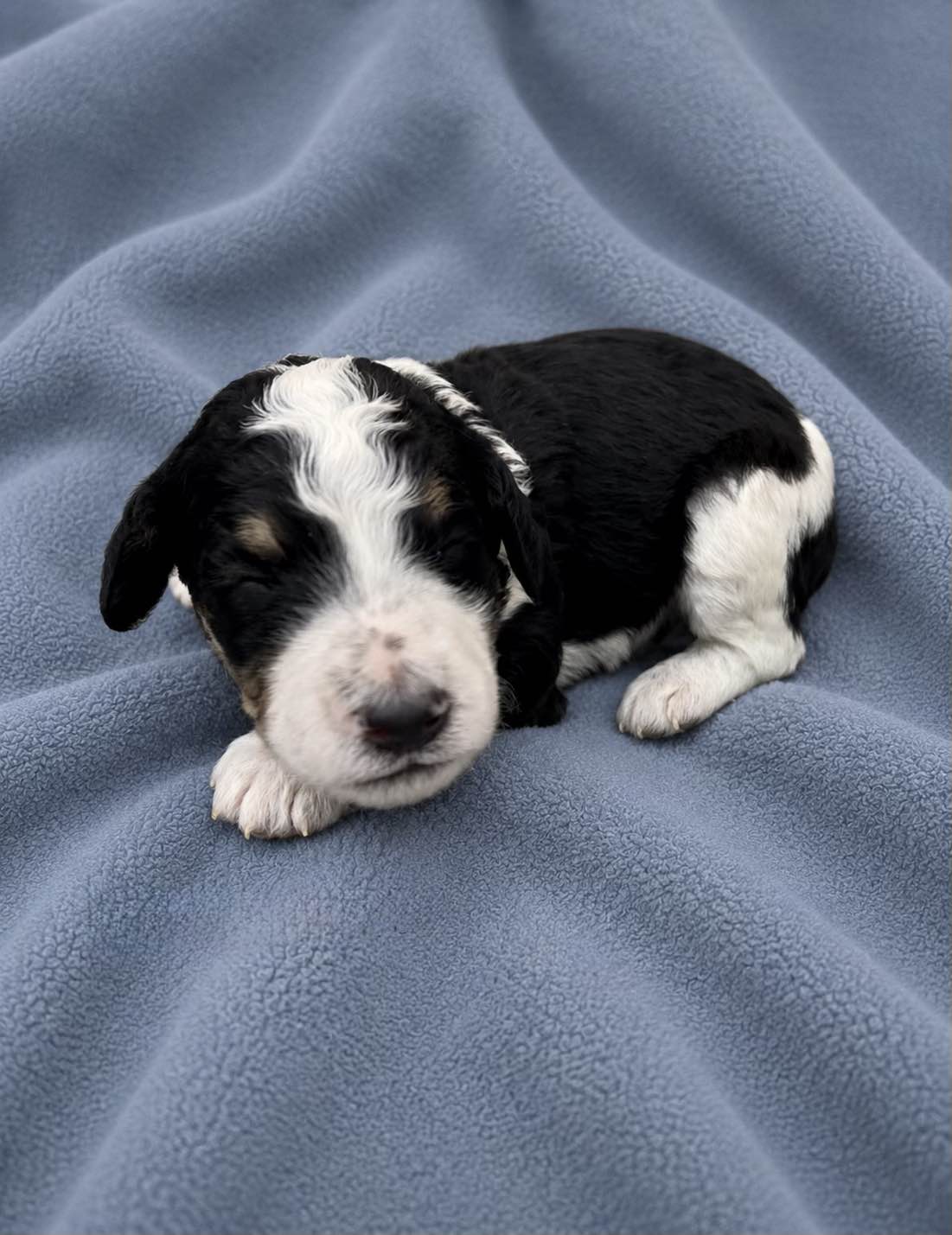 Orion, a Bernedoodle puppy from the Written in the Stars litter