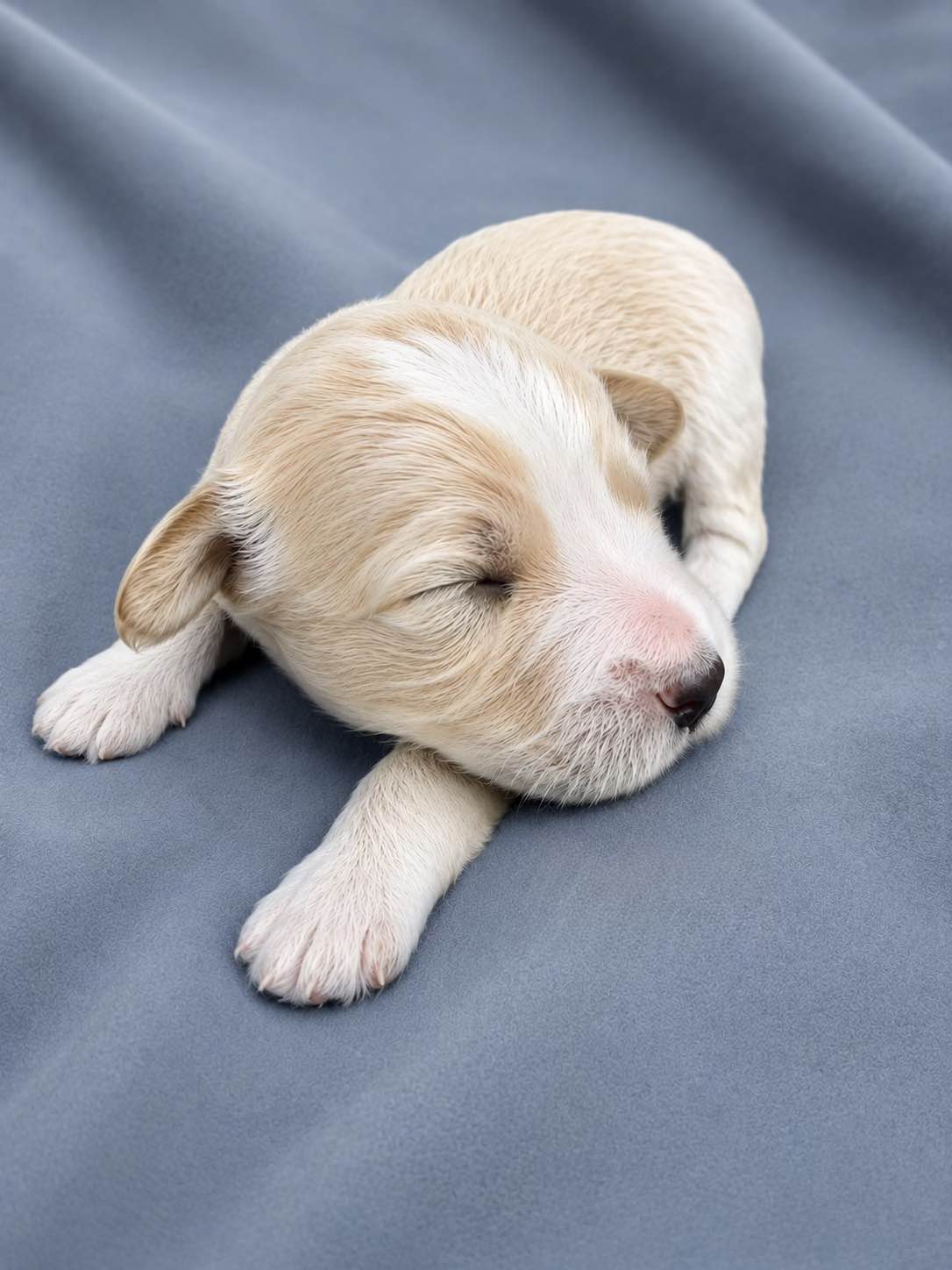 Phoenix, a Bernedoodle puppy from the Written in the Stars litter