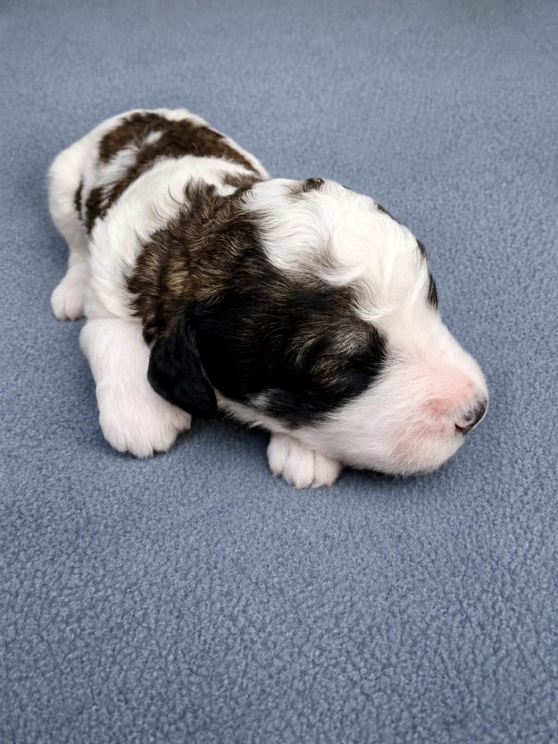 Rigel, a Bernedoodle puppy from the Written in the Stars litter