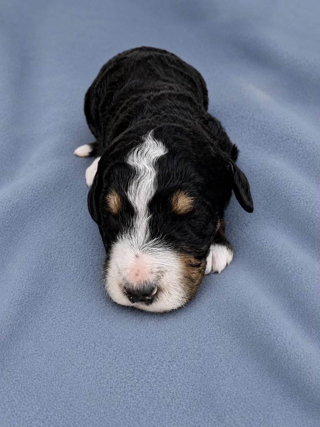 Titan, a Bernedoodle puppy from the Written in the Stars litter