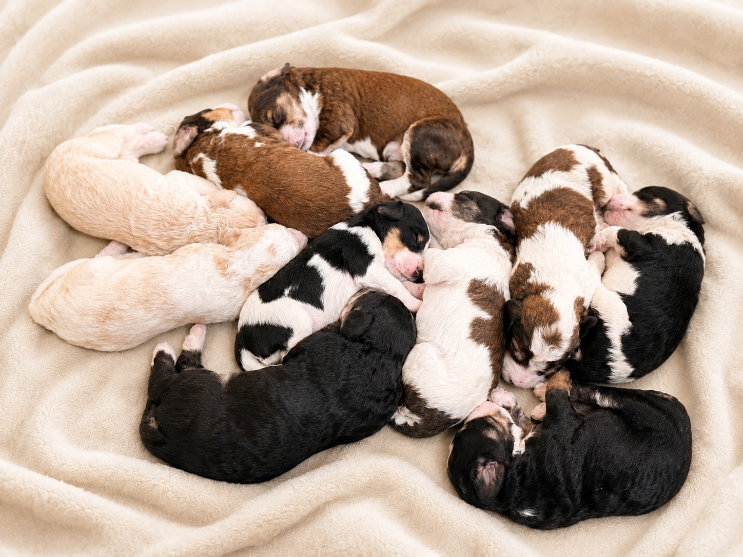 All ten Written in the Stars Bernedoodle puppies asleep together on a cream blanket