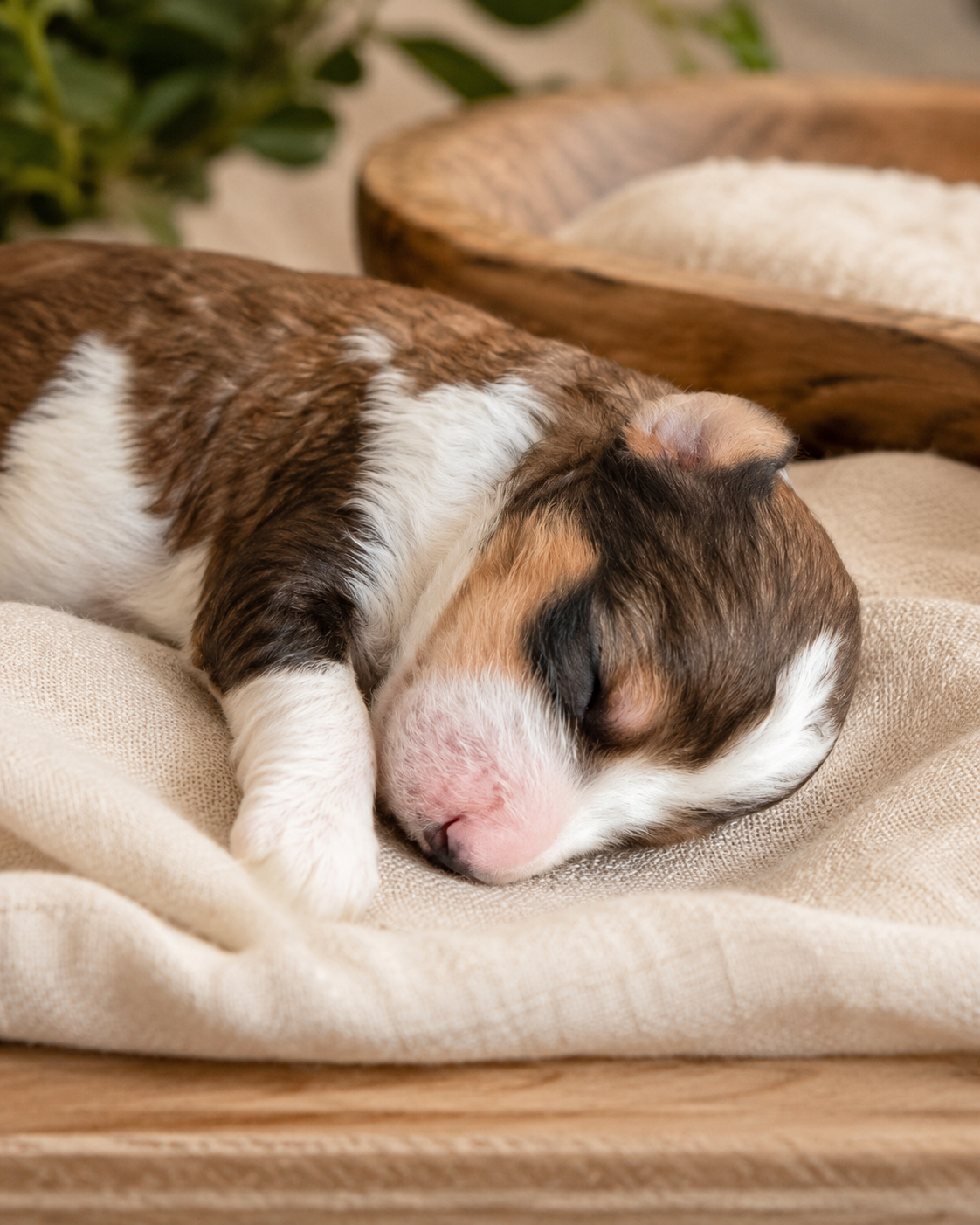 A Bernedoodle puppy from the Written in the Stars litter at M&M Doodles