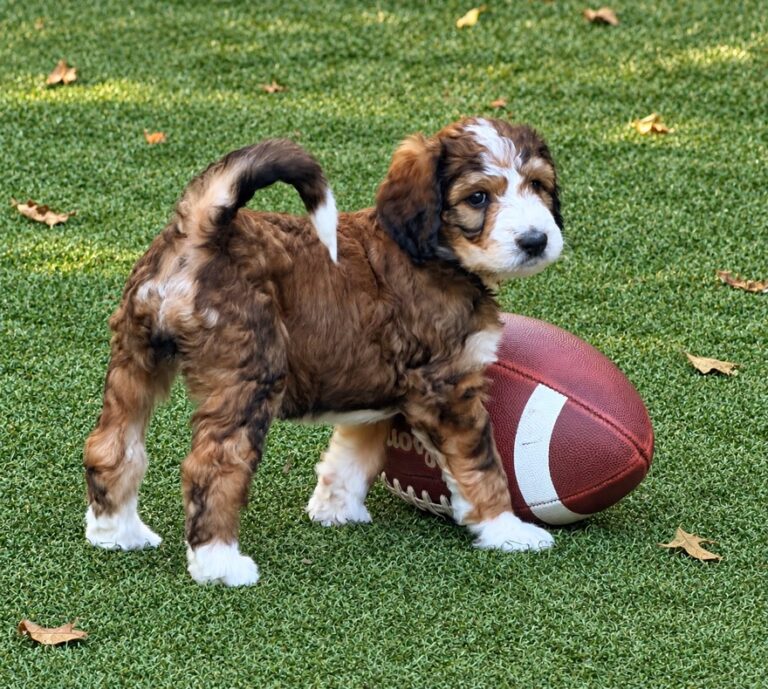 Bernedoodle puppy standing over a football in the yard