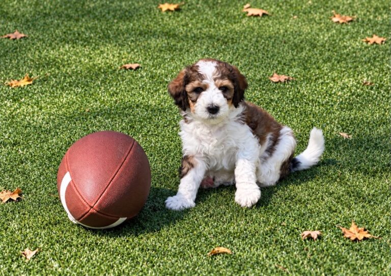 Bernedoodle puppy sitting beside a football among fall leaves