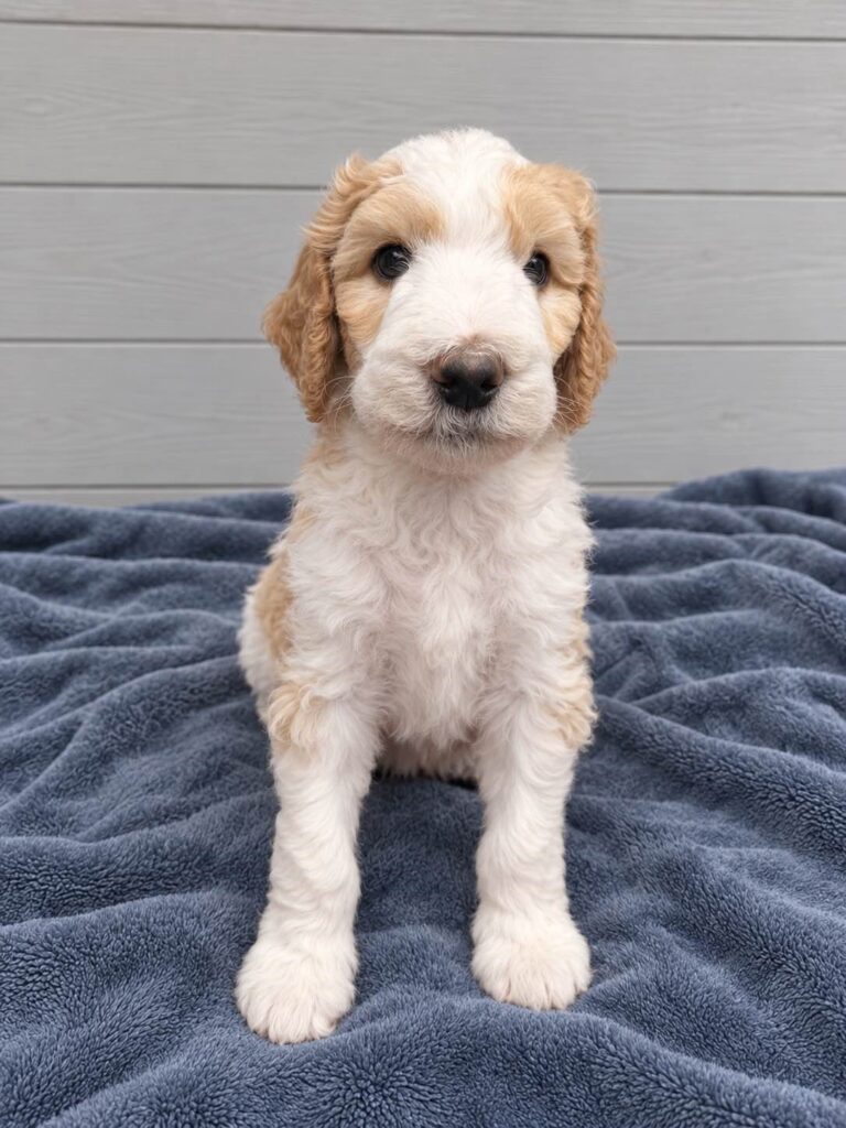 Apollo, a Bernedoodle puppy from the Written in the Stars litter at M&M Doodles