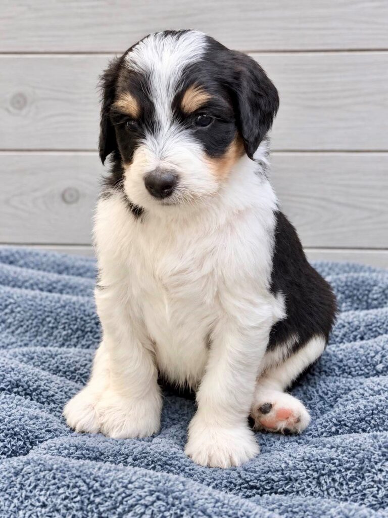 Archer, a Bernedoodle puppy from the Written in the Stars litter at M&M Doodles