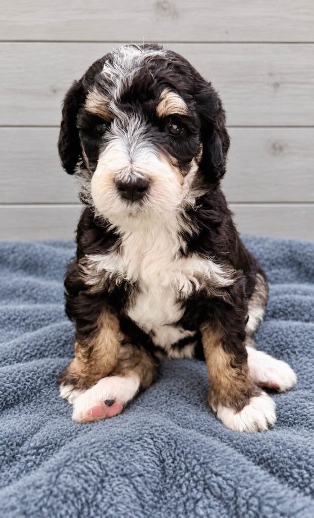 Halley, a Bernedoodle puppy from the Written in the Stars litter
