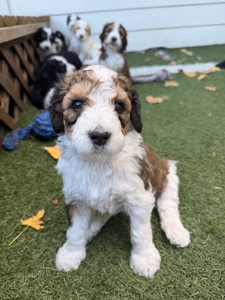 Bernedoodle puppy sitting in the grass with her littermates behind her