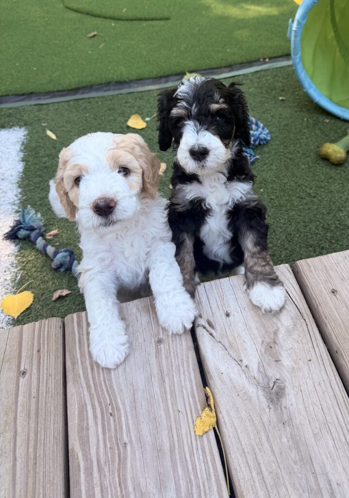 Two Bernedoodle puppies with their paws up on the deck