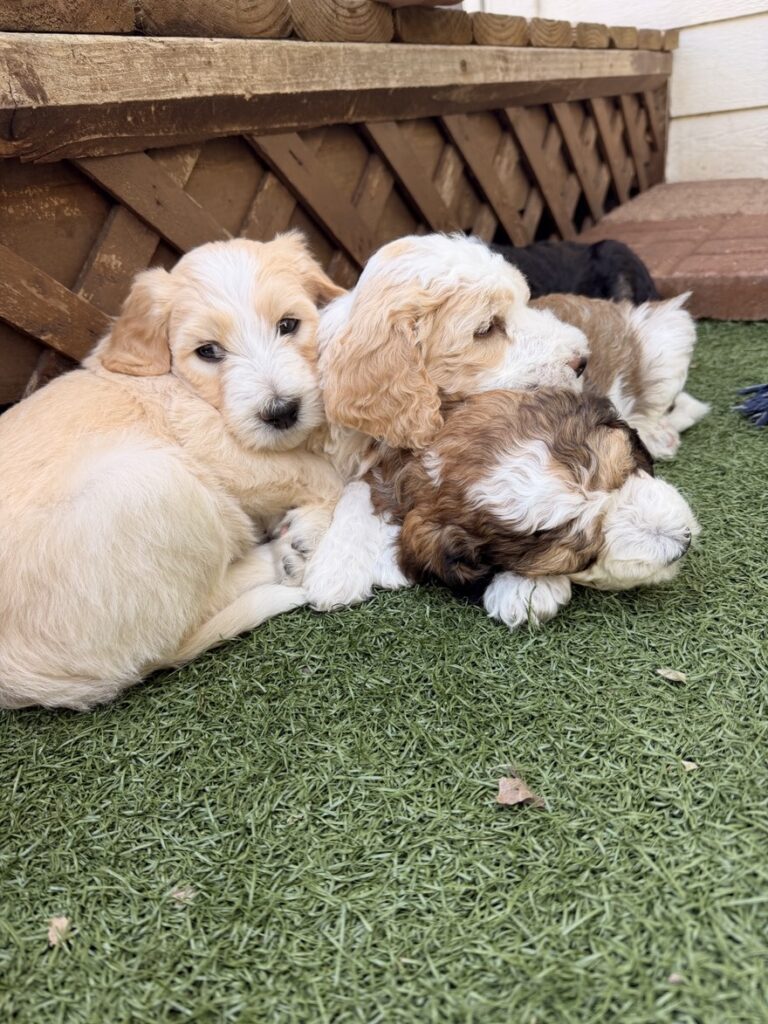 A pile of Bernedoodle puppies napping together in the sun