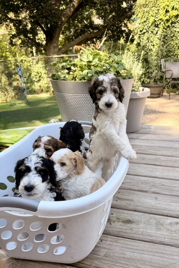 Five Bernedoodle puppies in a laundry basket on the deck at M&M Doodles