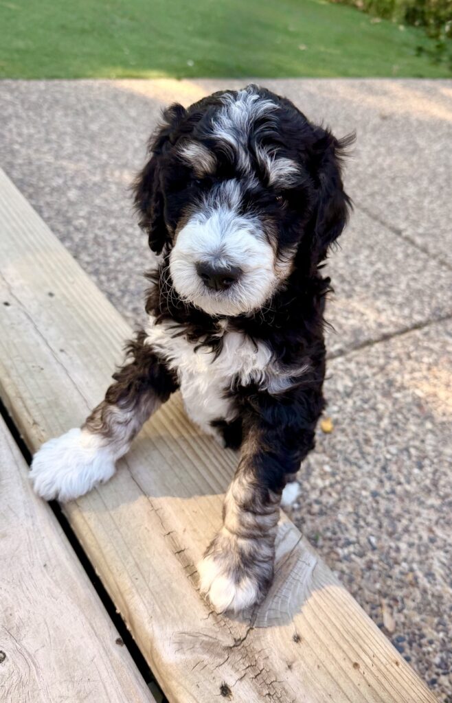 Bernedoodle puppy resting on a deck board in the sun
