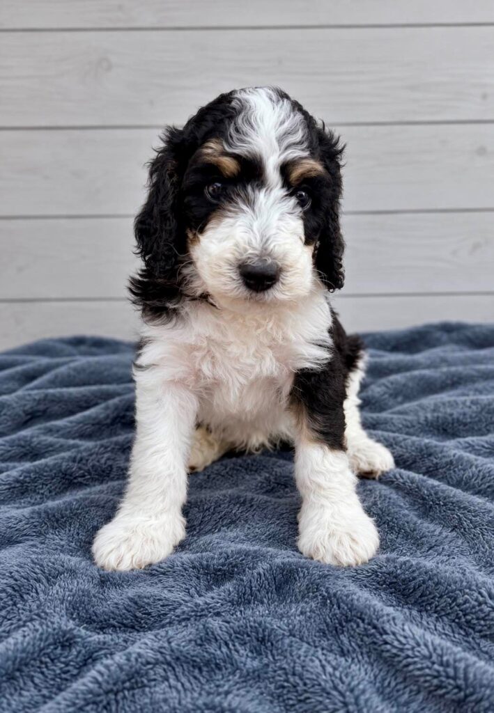 Orion, a Bernedoodle puppy from the Written in the Stars litter at M&M Doodles