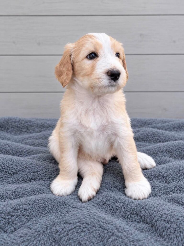 Phoenix, a Bernedoodle puppy from the Written in the Stars litter at M&M Doodles