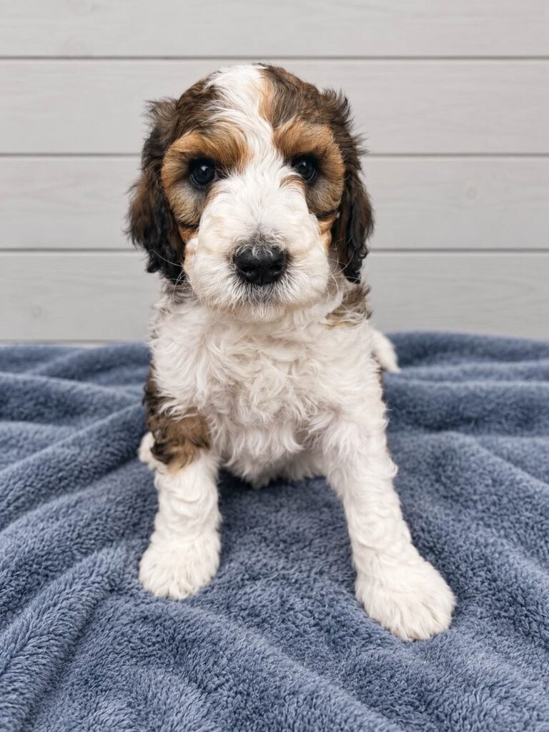 Calista, a Bernedoodle puppy from the Written in the Stars litter