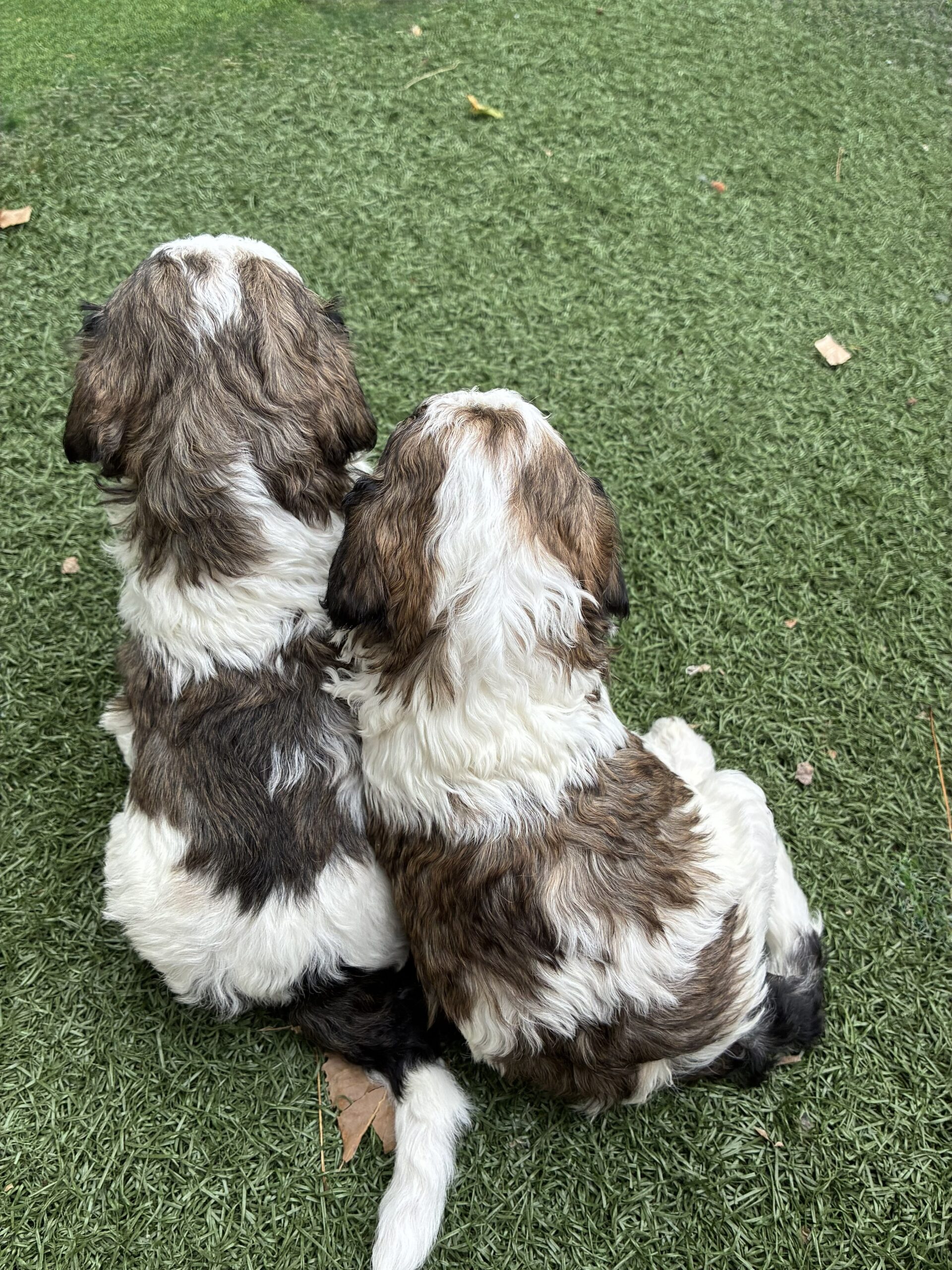 Two Bernedoodle puppies sitting side by side in the grass